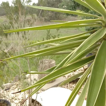 Monte Da Urze - Farmház *