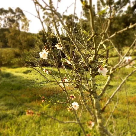 Monte Da Urze - Çiftlik konaklama