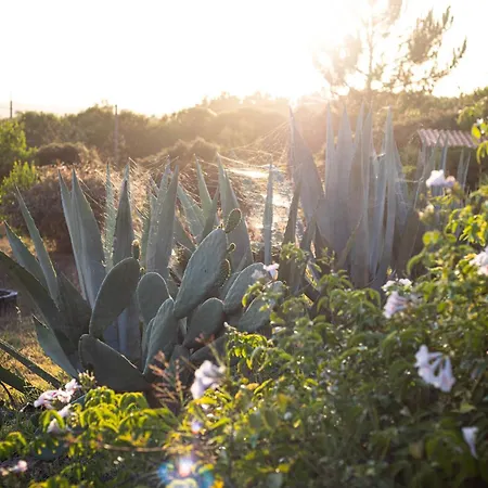 Monte Da Urze - Çiftlik konaklama