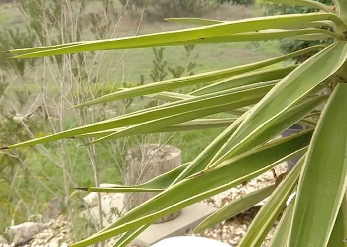 Monte Da Urze - Gospodarstwo agroturystyczne *